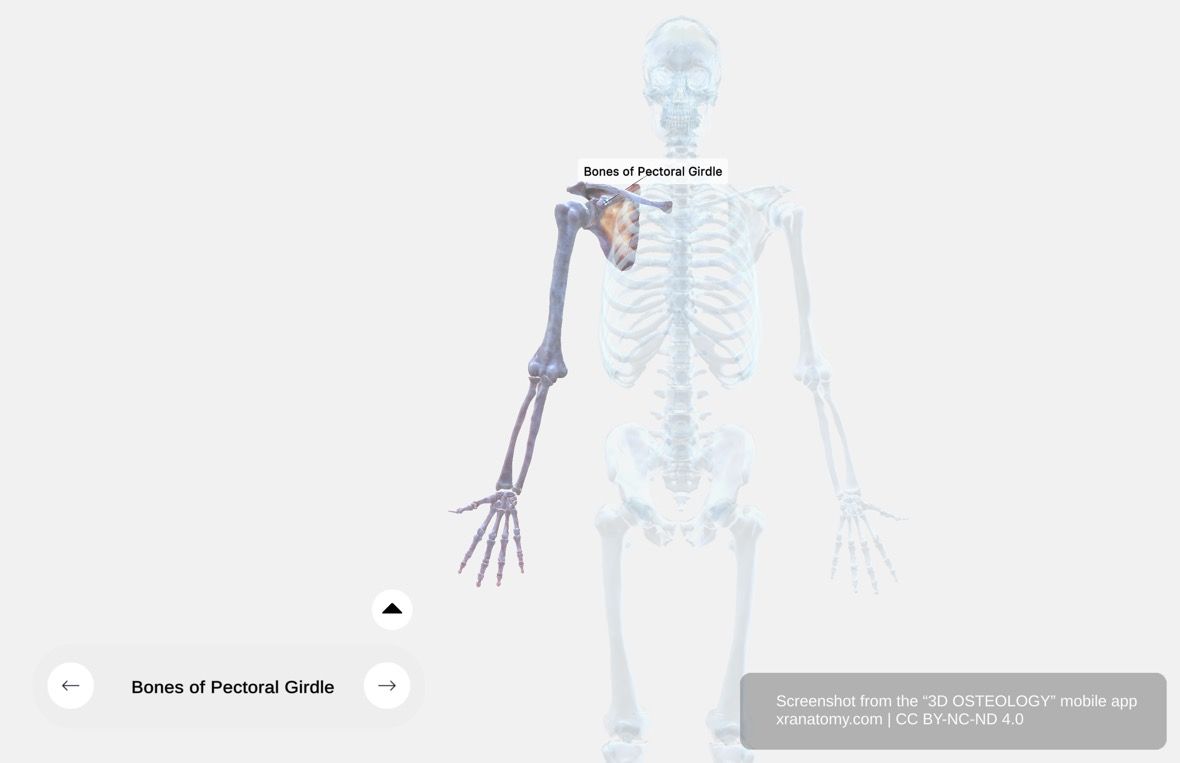 Bones of the upper limb 360-degree interactive viewer showing pectoral girdle with scapula and clavicle